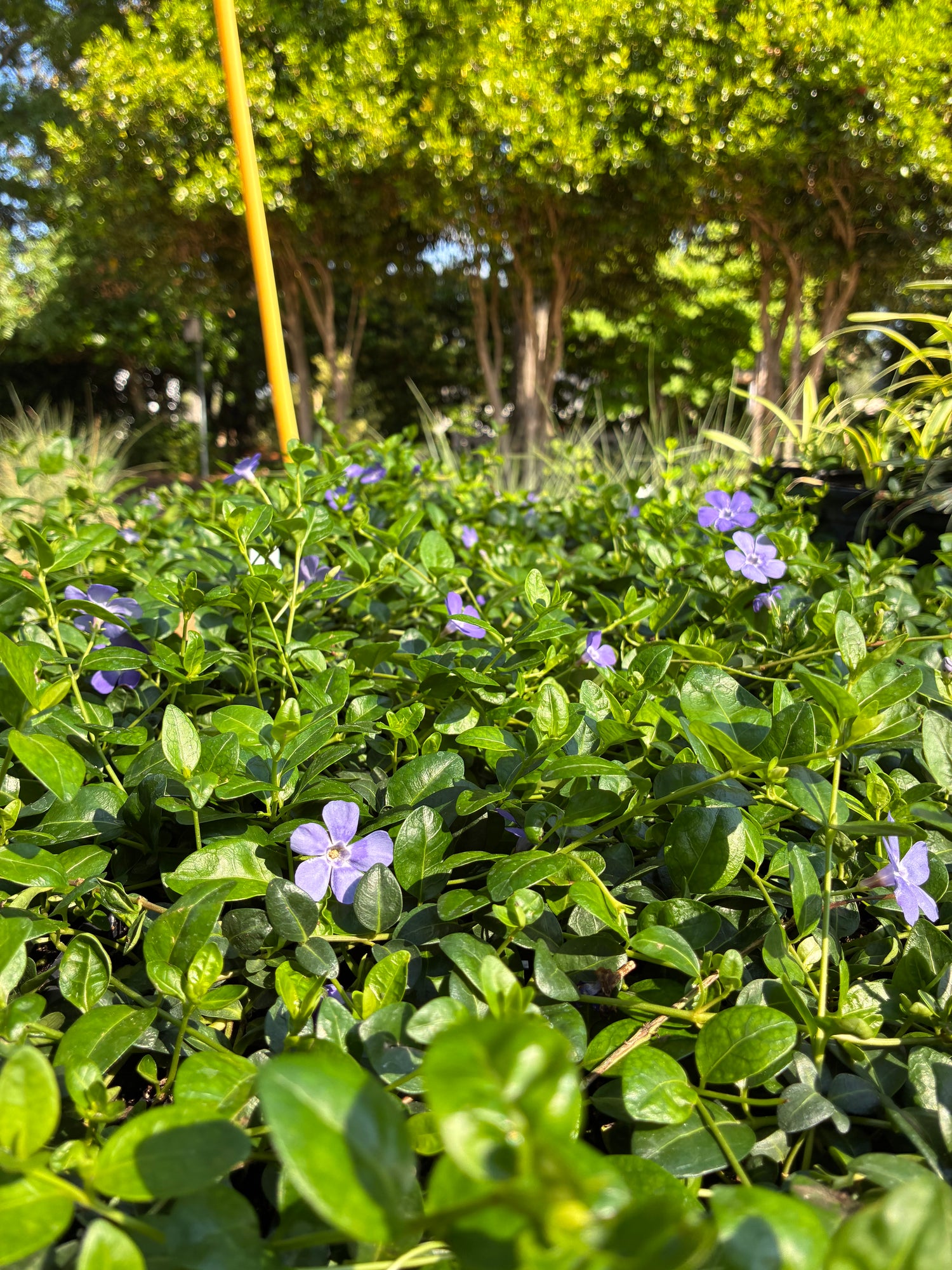Vinca Minor