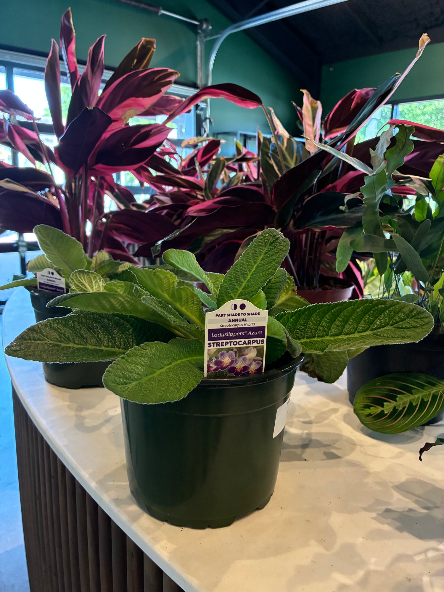 Streptocarpus