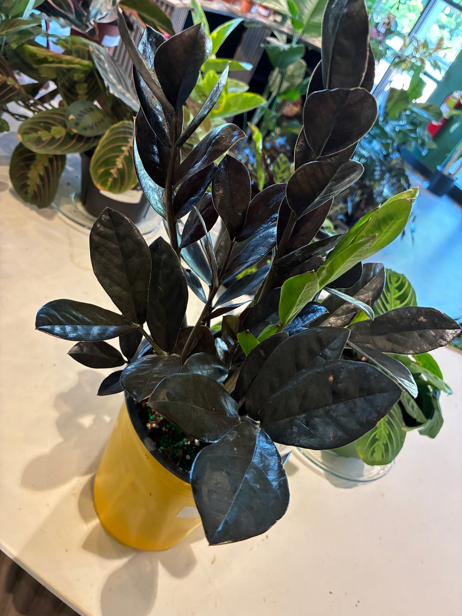 Raven ZZ Plant