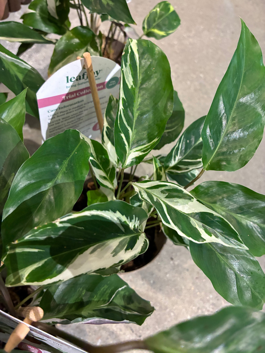 Fusion White Calathea