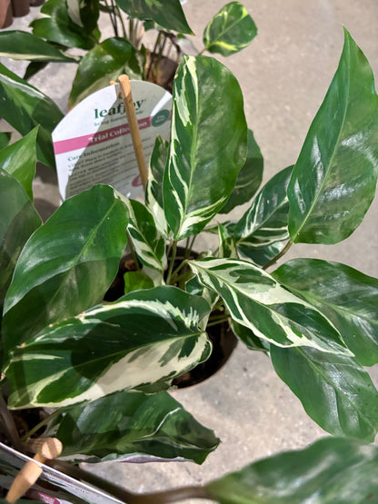 Fusion White Calathea