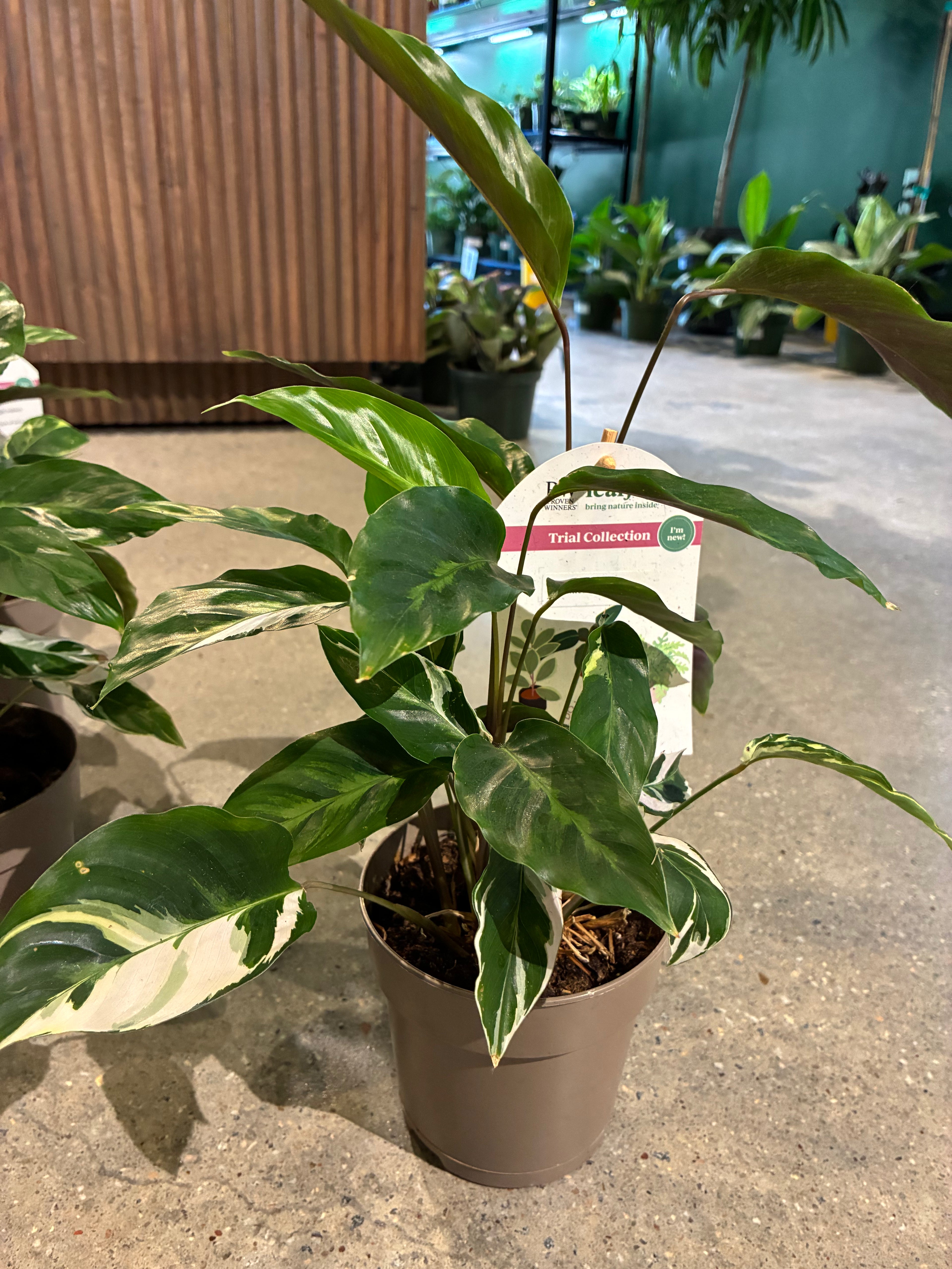 Fusion White Calathea