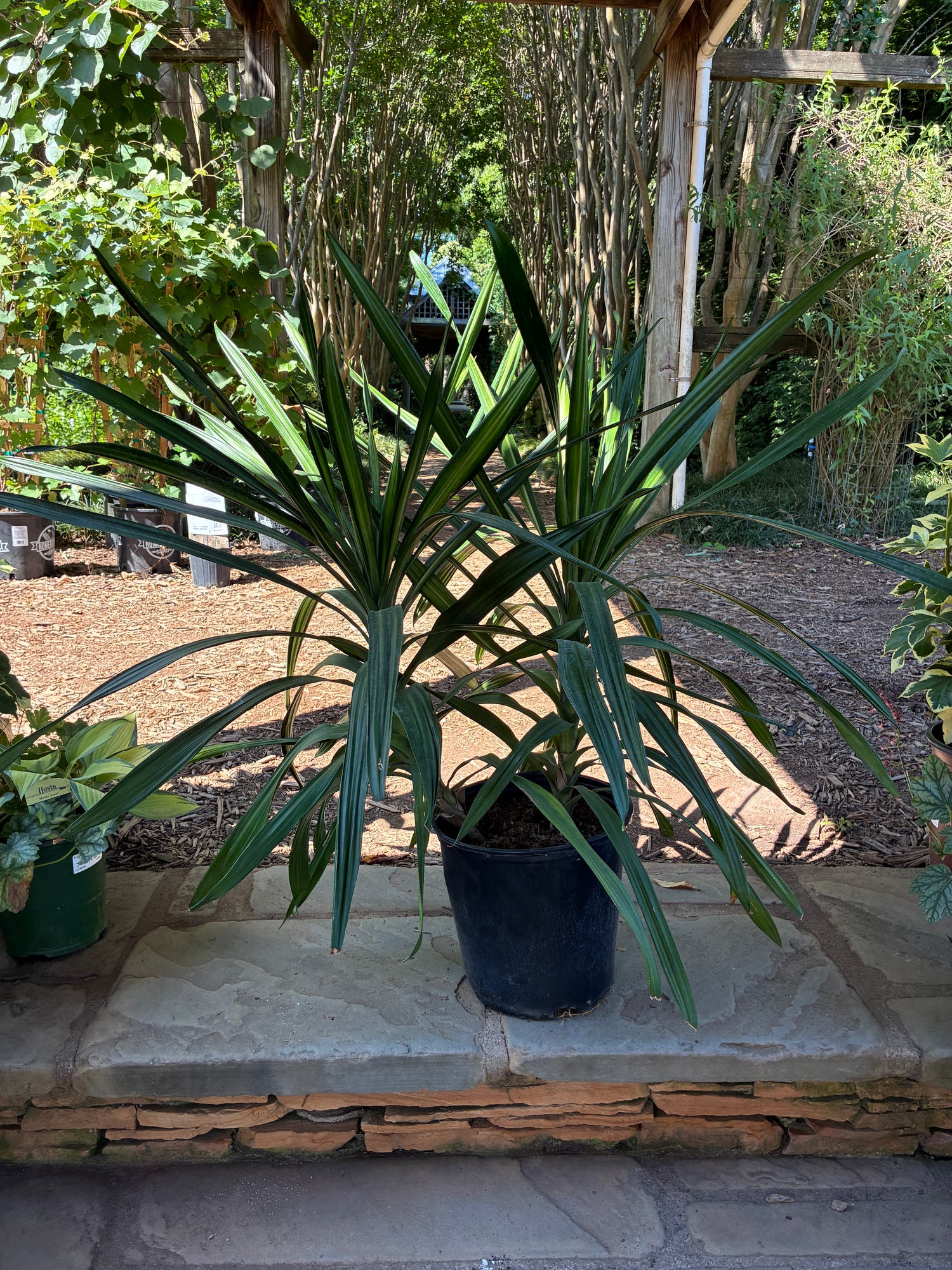Dracaena Rikki