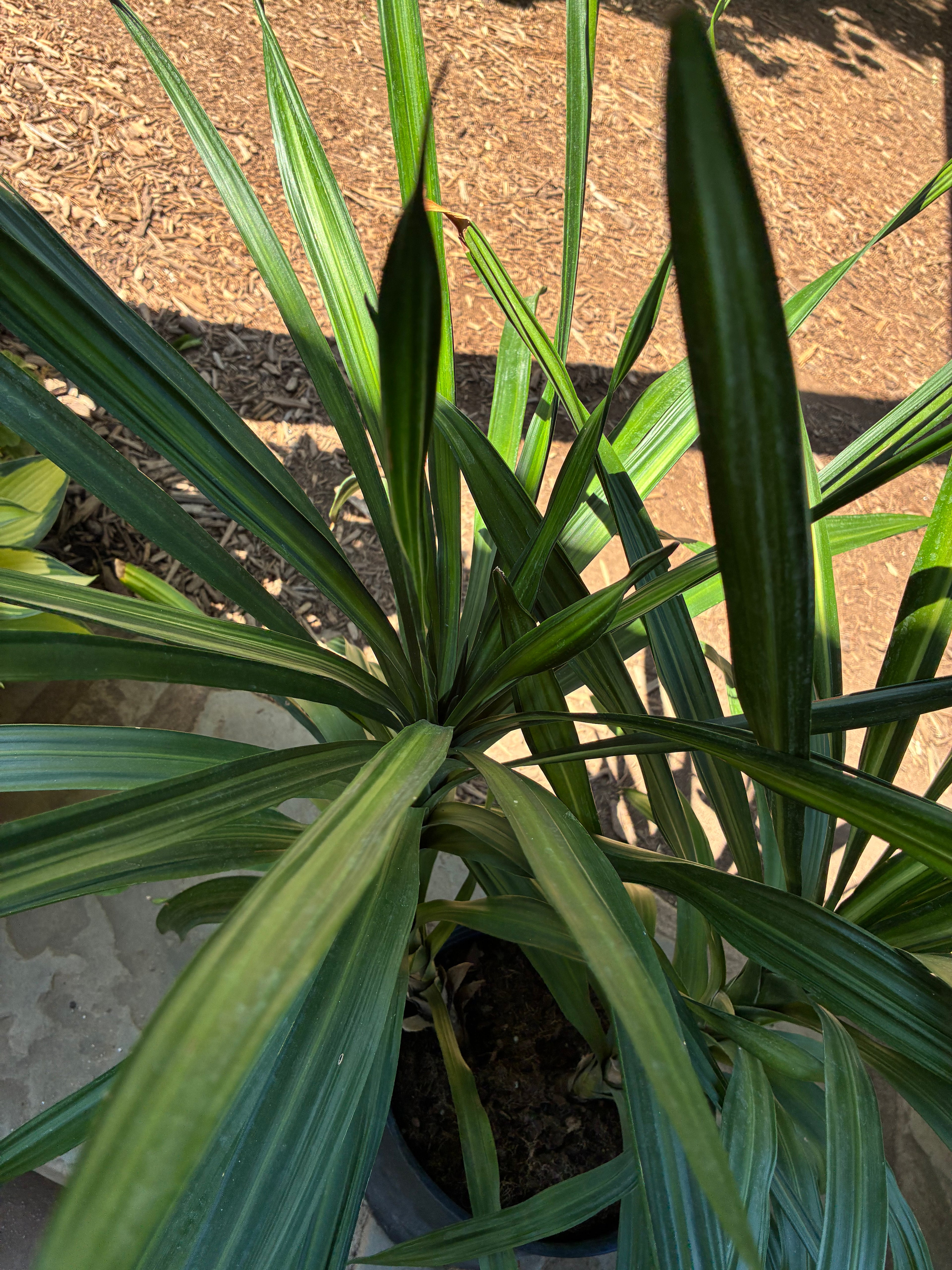 Dracaena Rikki