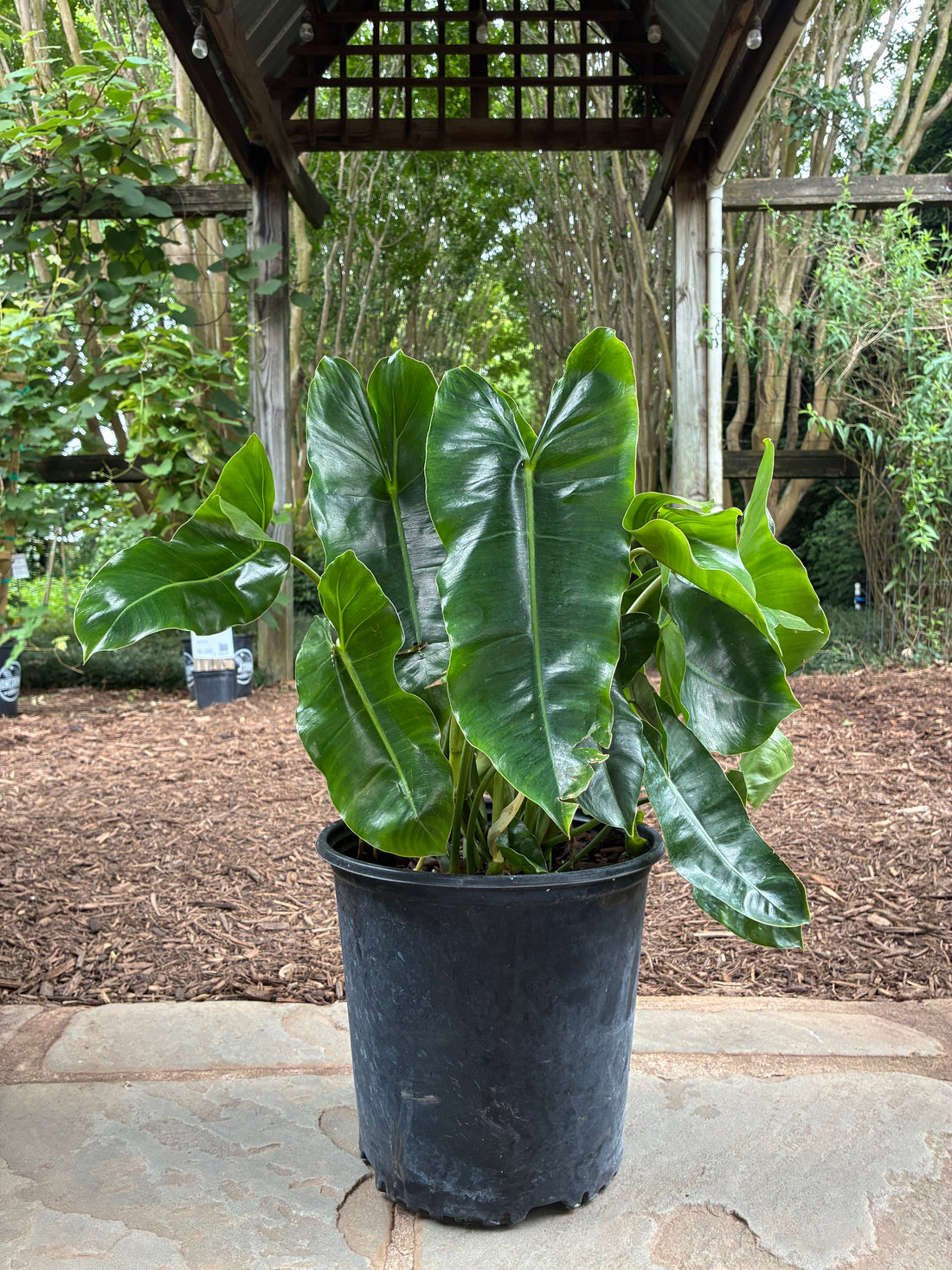 Burle Marx Philodendron