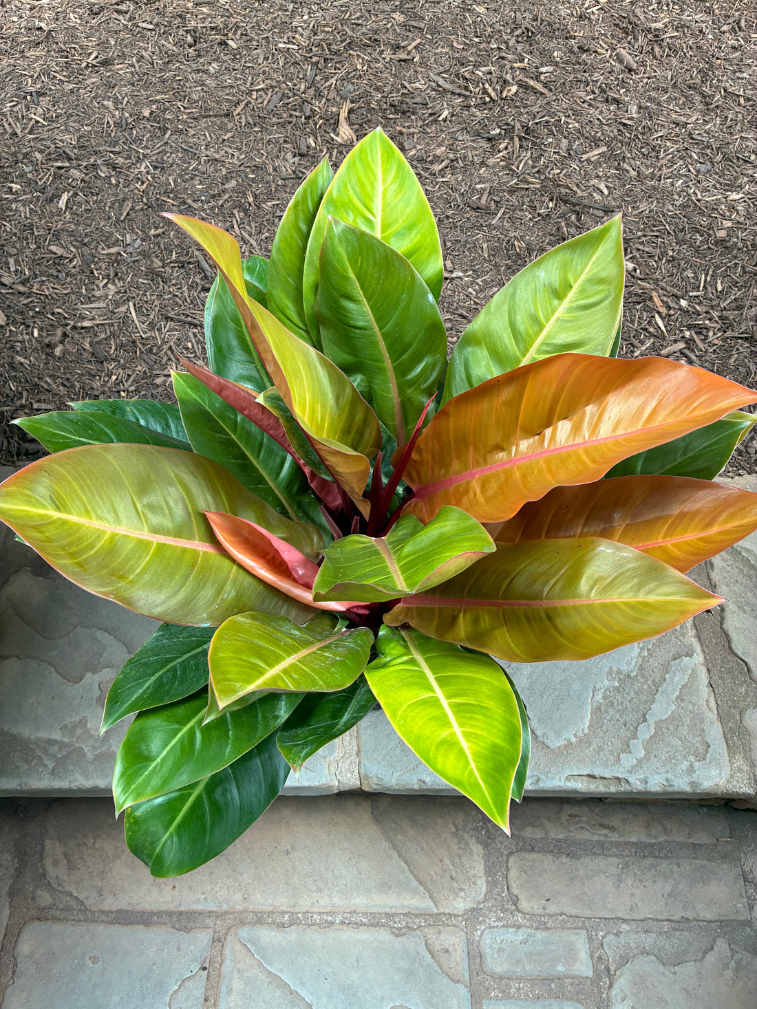 Prince of Orange Philodendron
