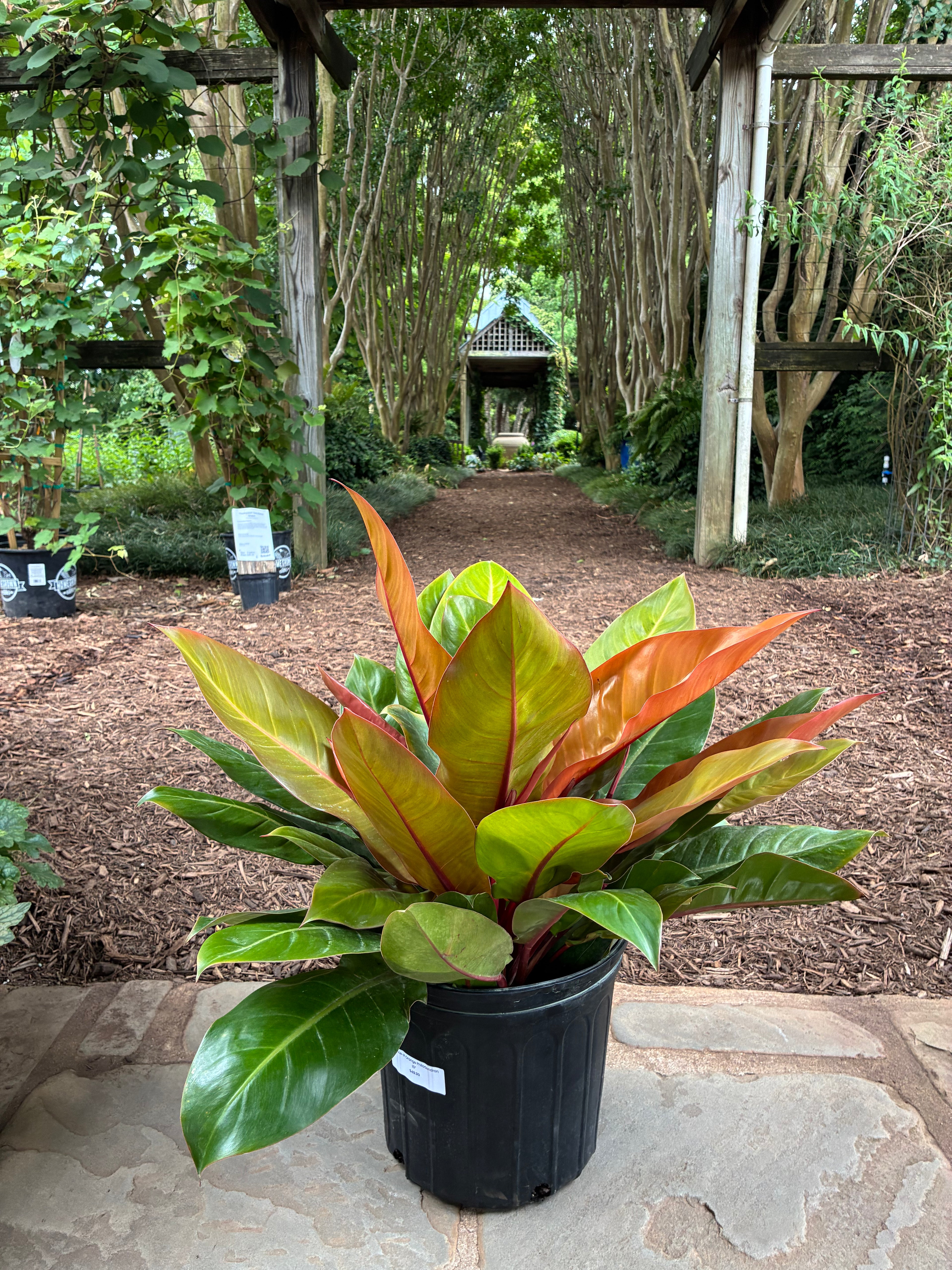 Prince of Orange Philodendron
