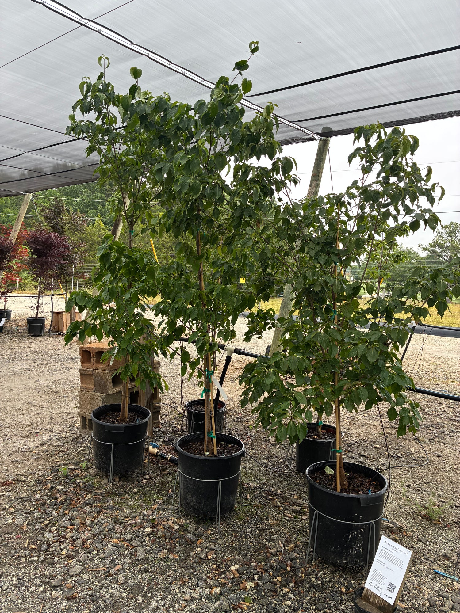 White Kousa Dogwood