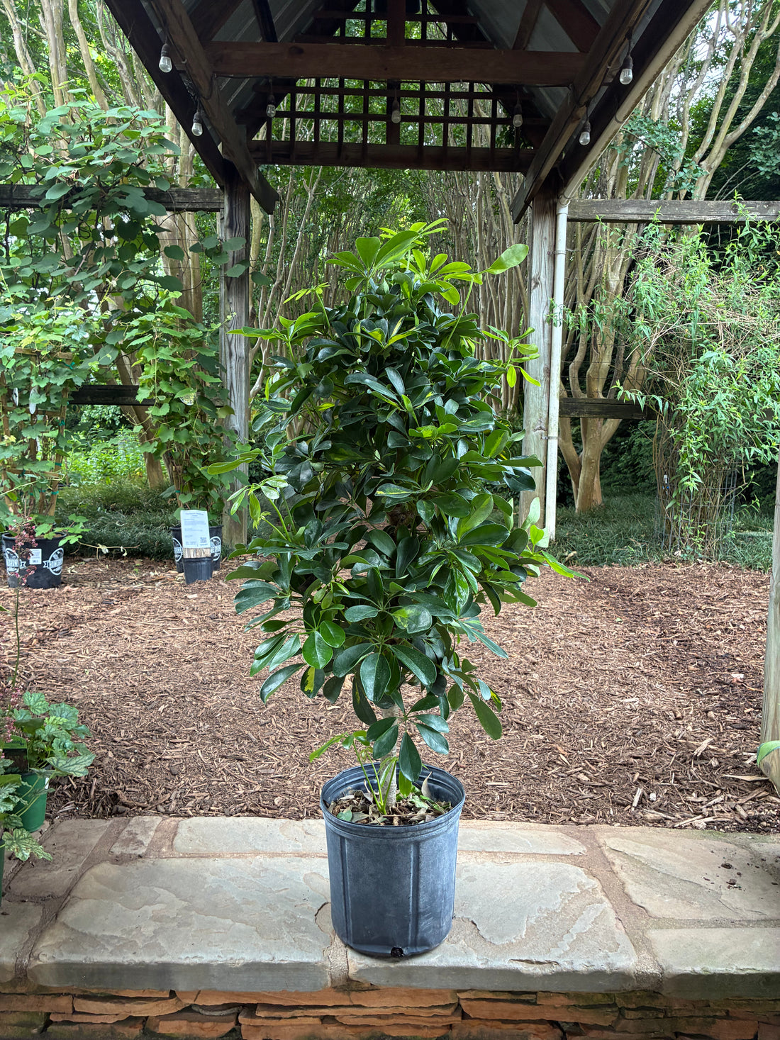 Schefflera Arboricola Variegated (Tree Form)