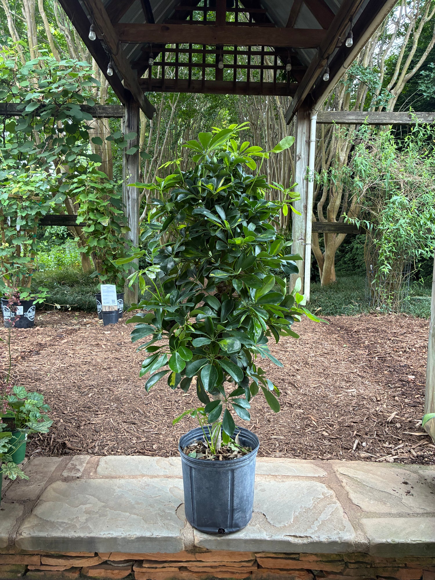 Schefflera Arboricola Variegated (Tree Form)