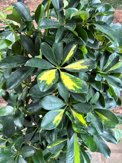 Schefflera Arboricola Variegated (Tree Form)