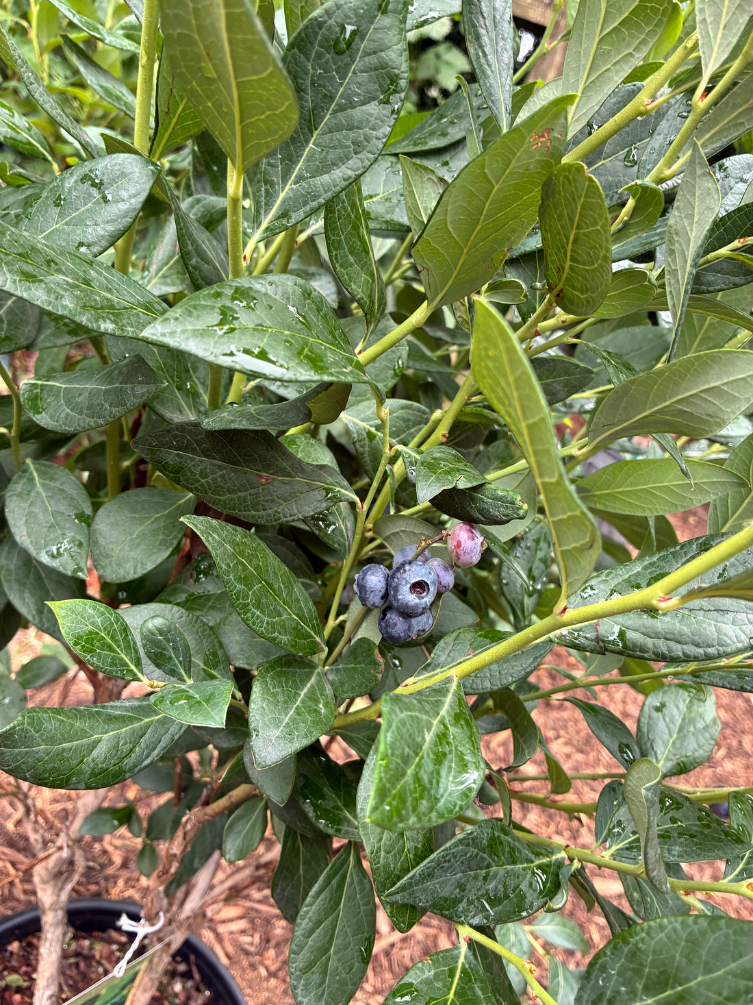 Gumbo Blueberry