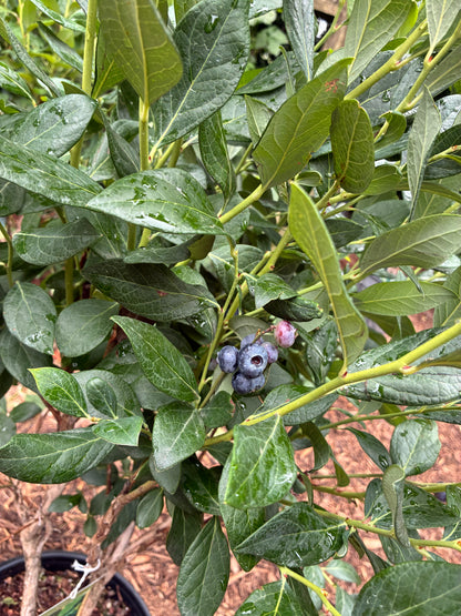 Gumbo Blueberry