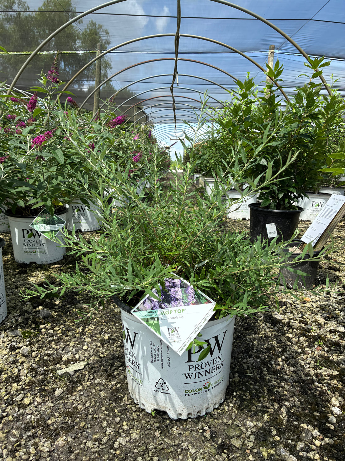 Mop Top Butterfly Bush