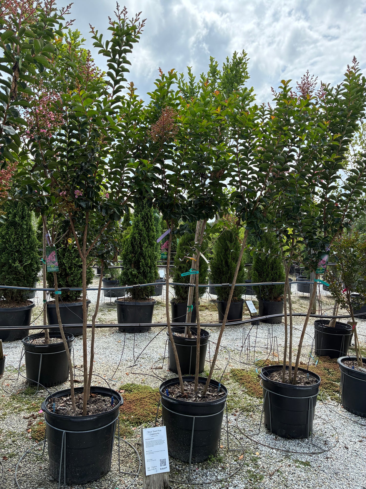 Sioux Crapemyrtle