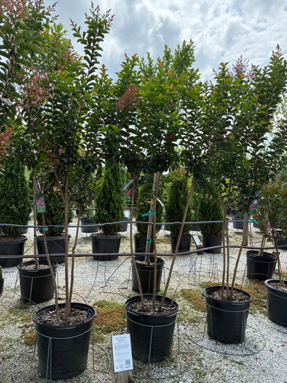 Sioux Crapemyrtle