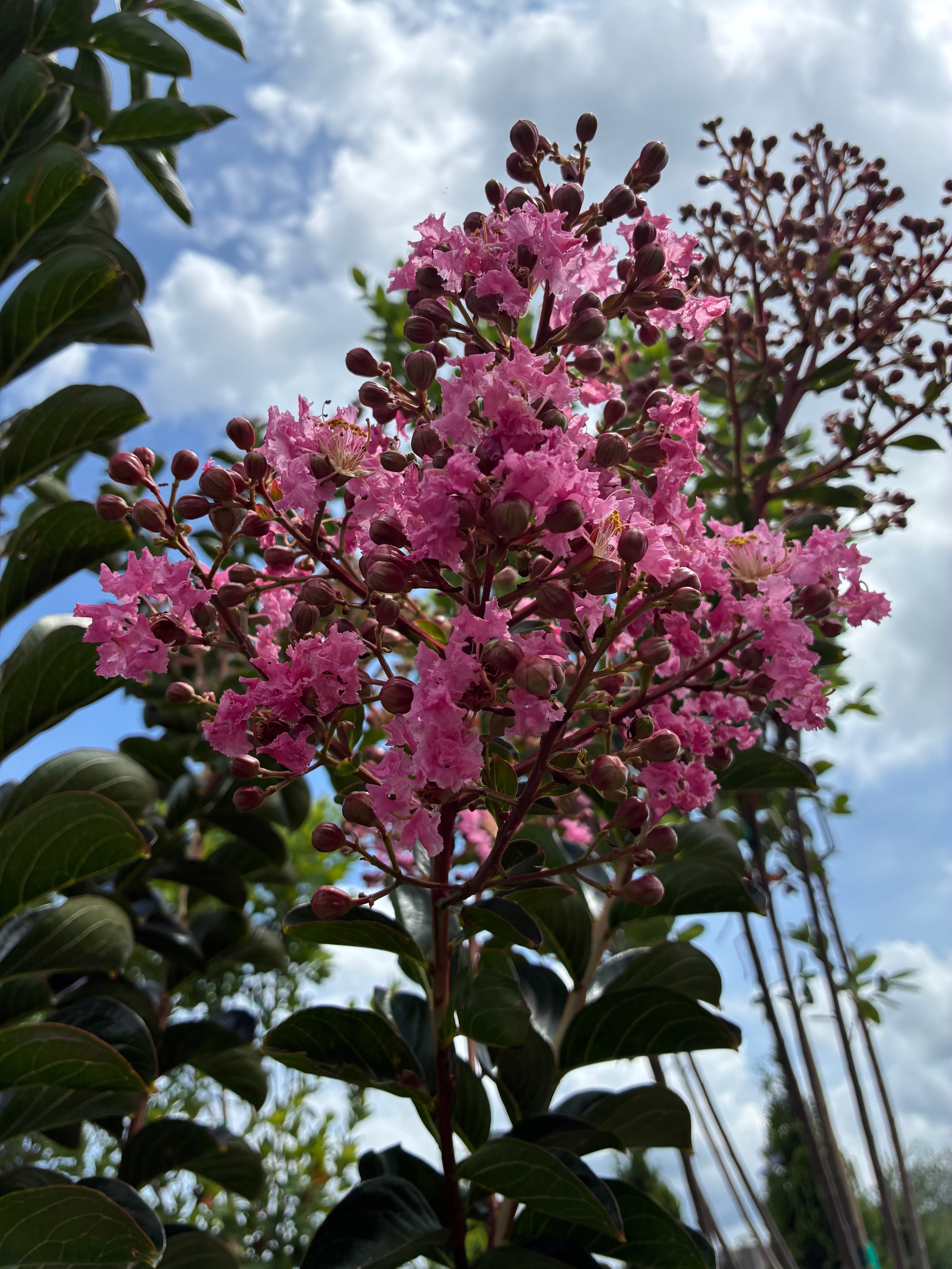 Sioux Crapemyrtle