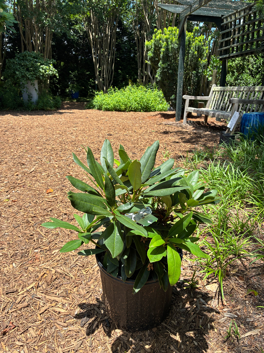 Chionoides Rhododendron