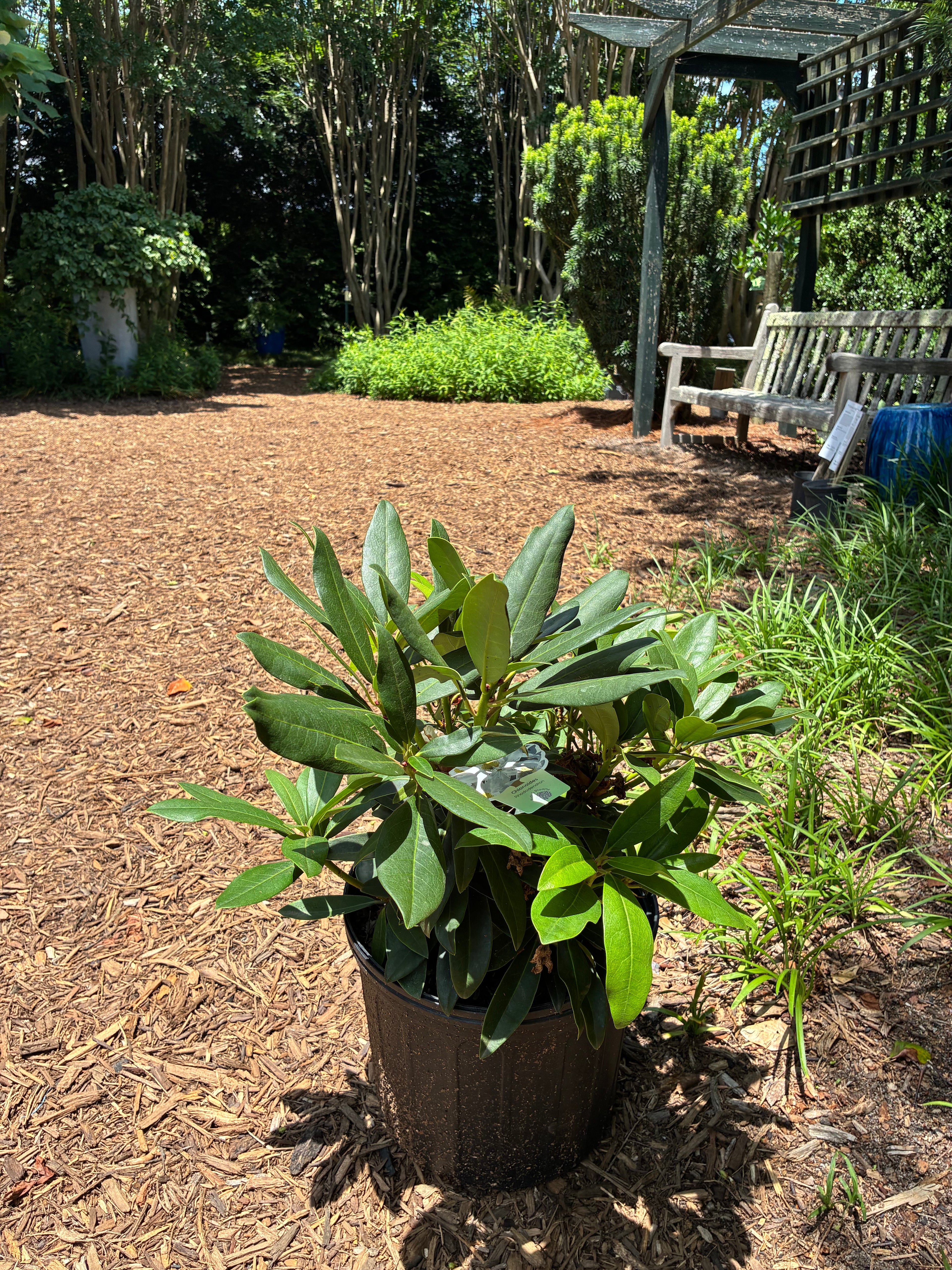 Chionoides Rhododendron