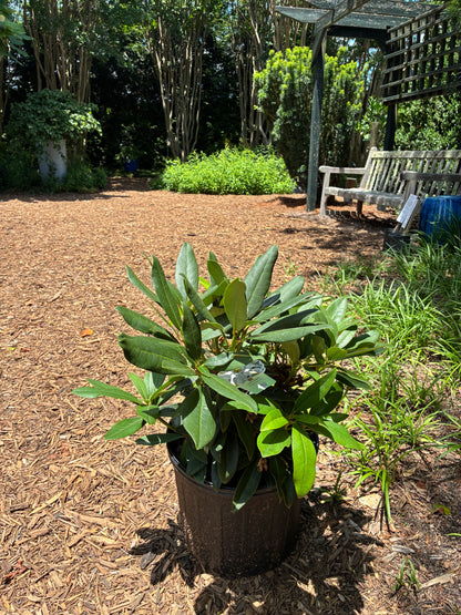 Chionoides Rhododendron