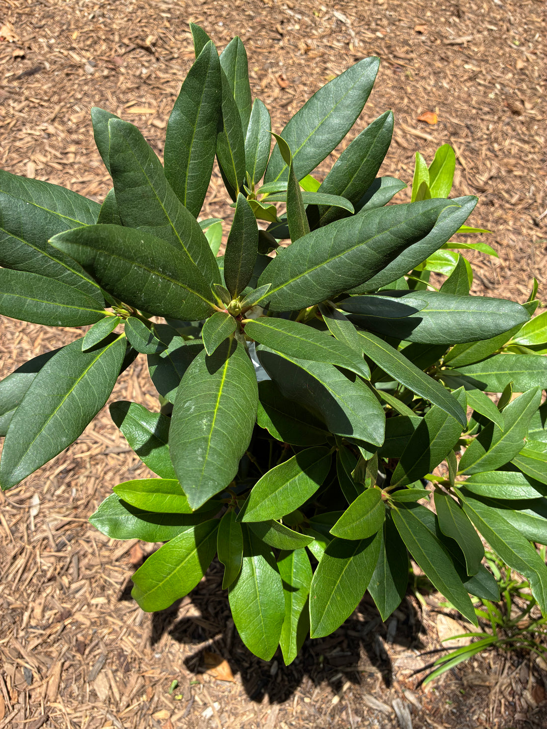 Chionoides Rhododendron