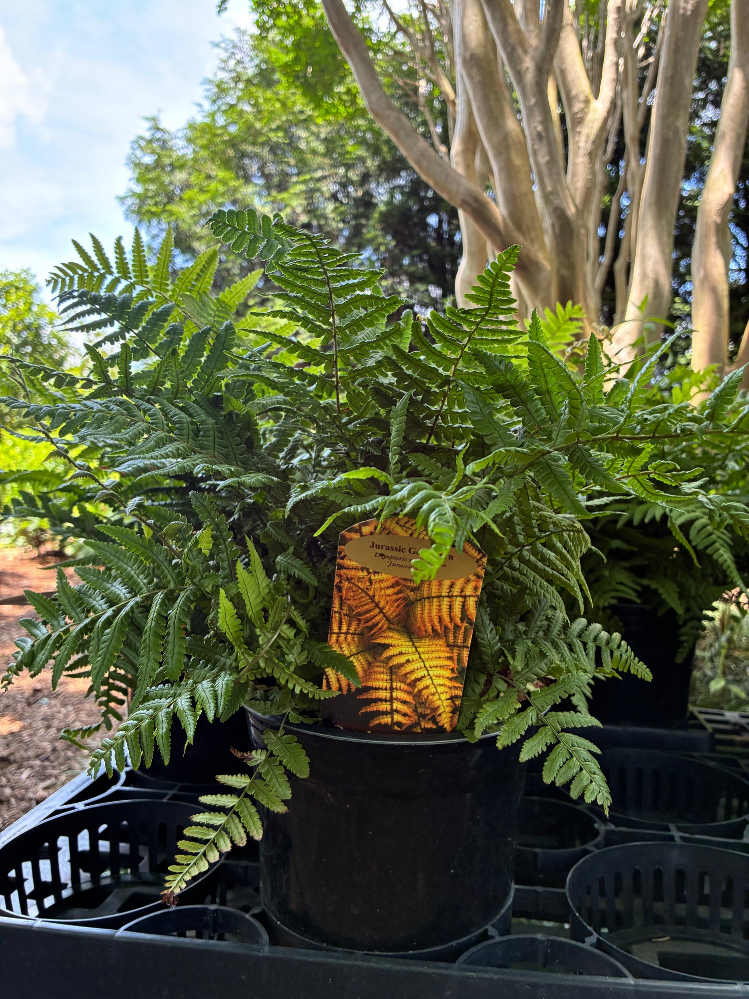 Jurassic Gold Fern