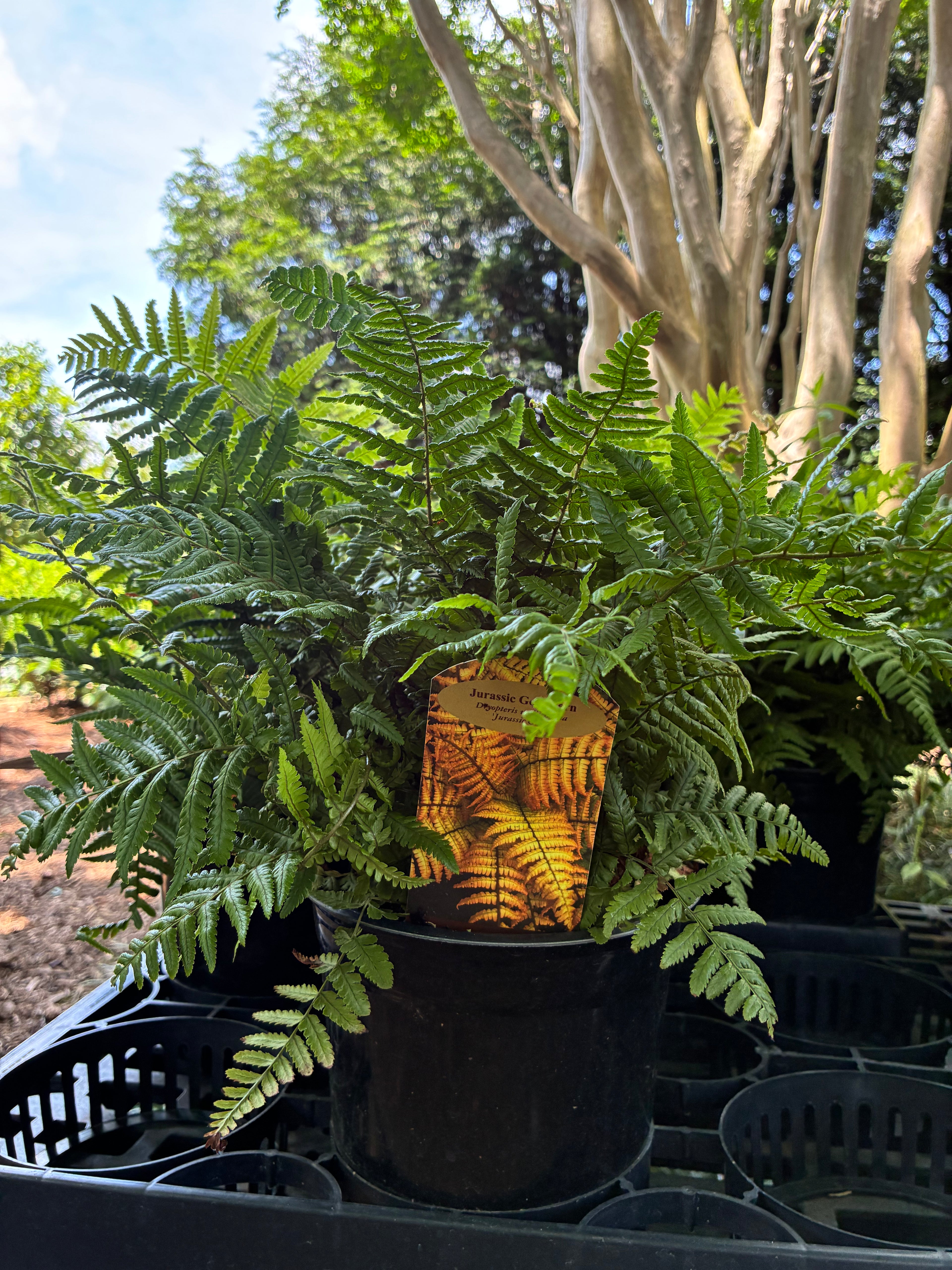 Jurassic Gold Fern