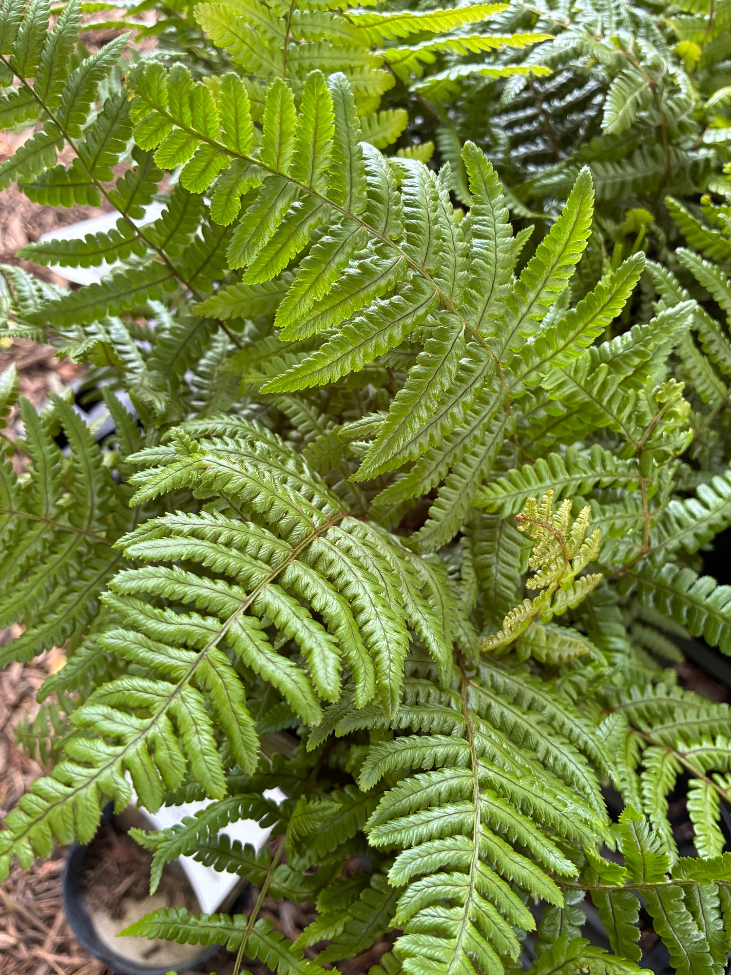 Jurassic Gold Fern
