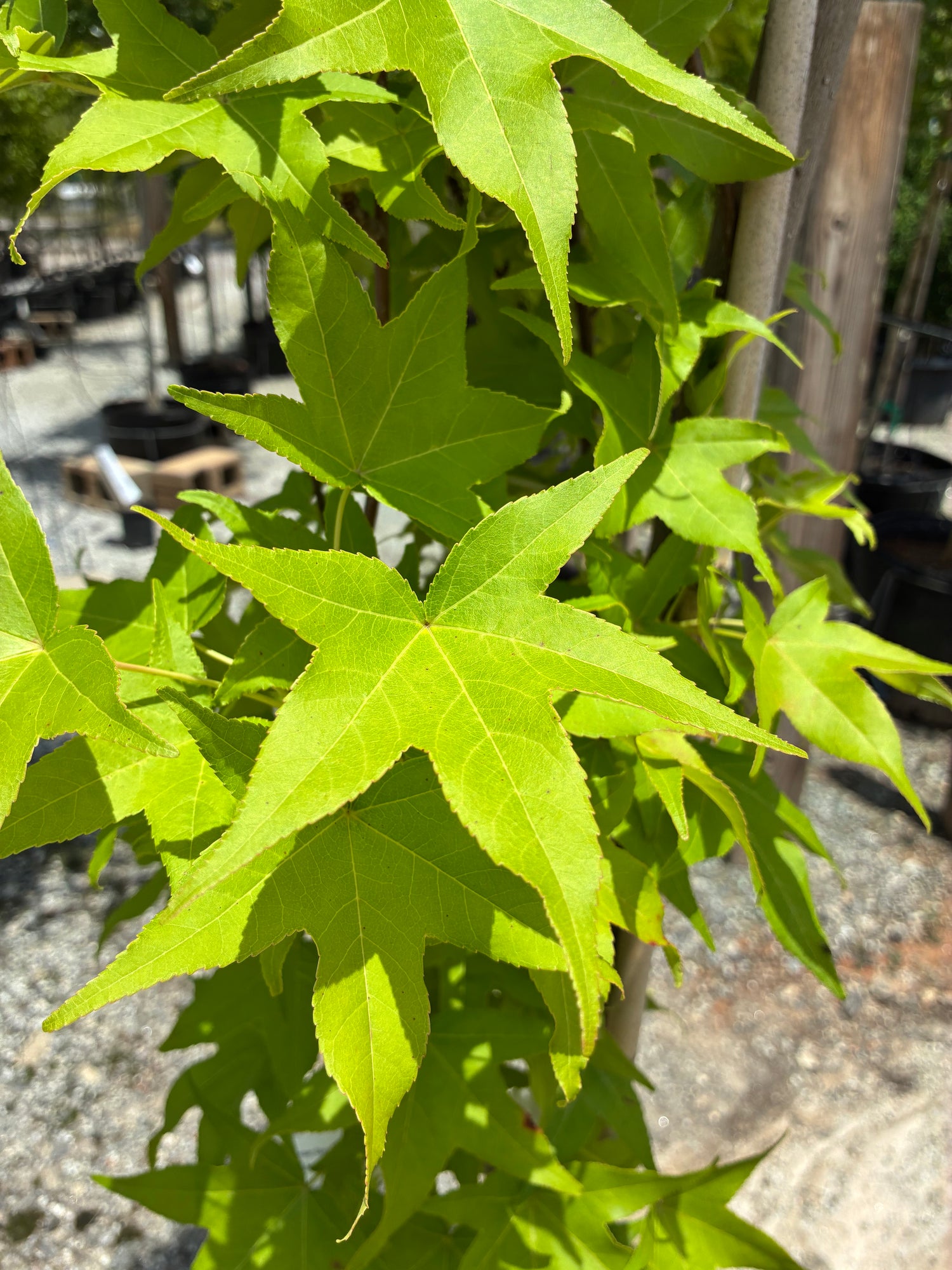 Slender Silhouette Sweetgum
