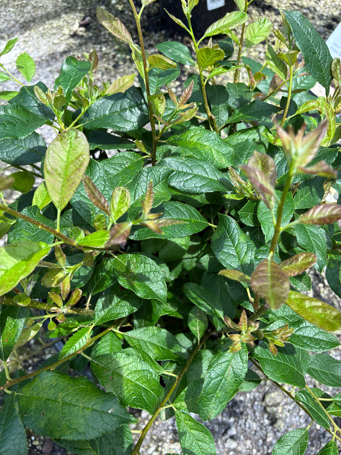 Southern Gentleman Male Winterberry