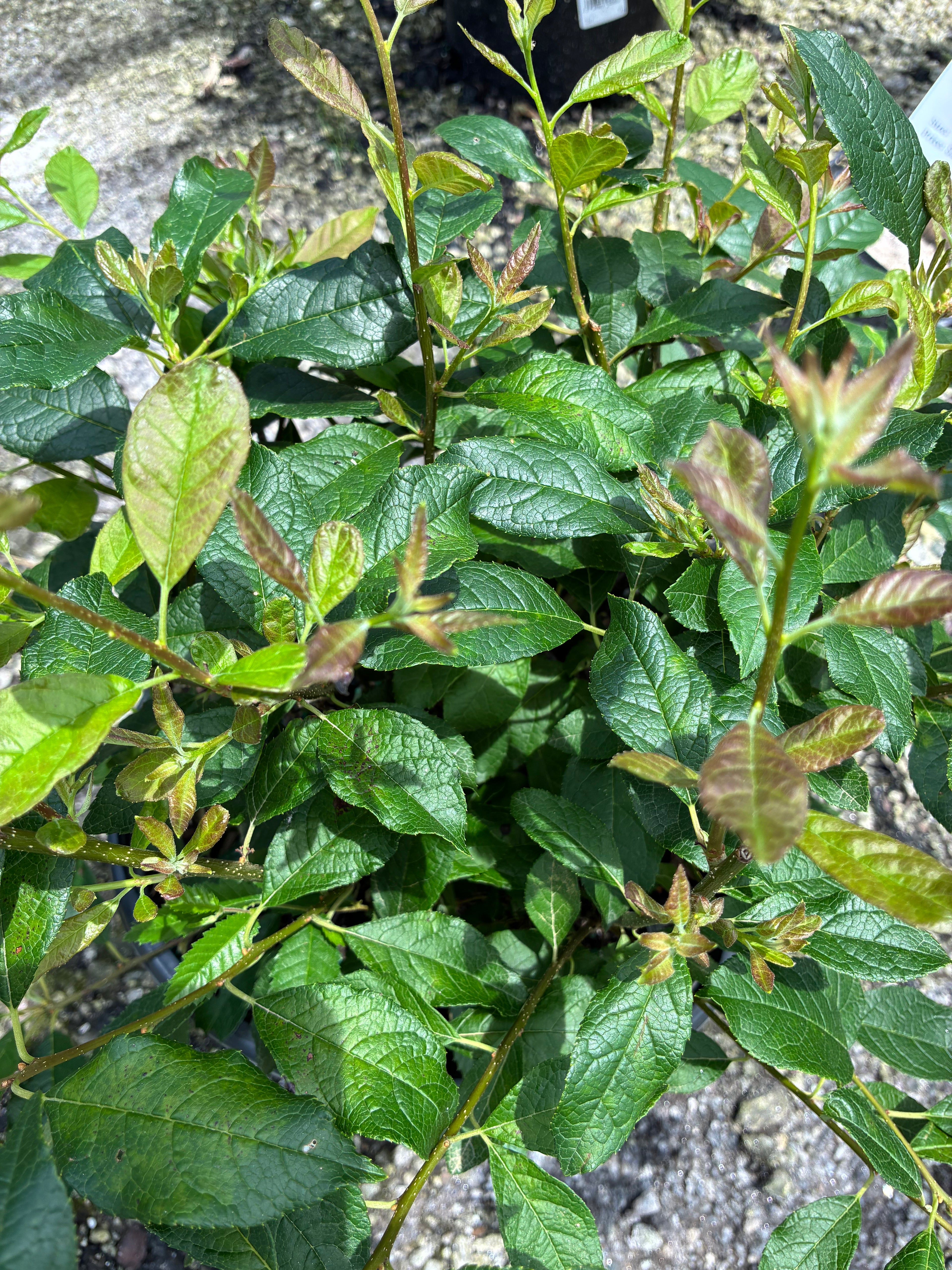Southern Gentleman Male Winterberry