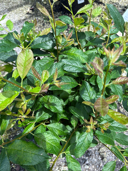 Southern Gentleman Male Winterberry