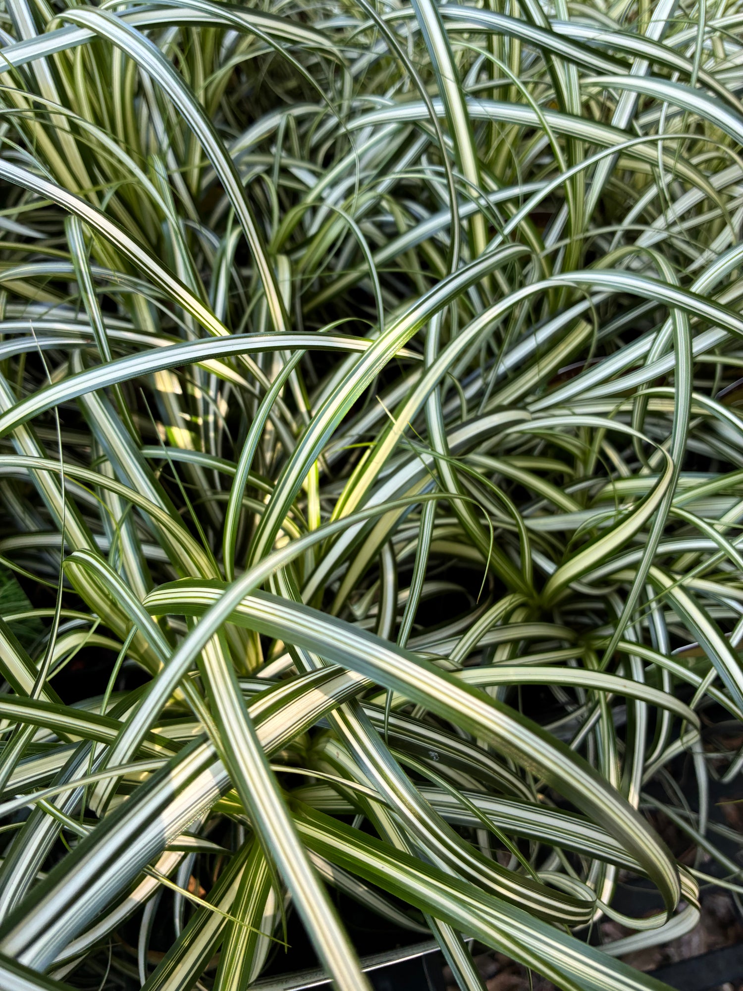 Moon Falls Carex