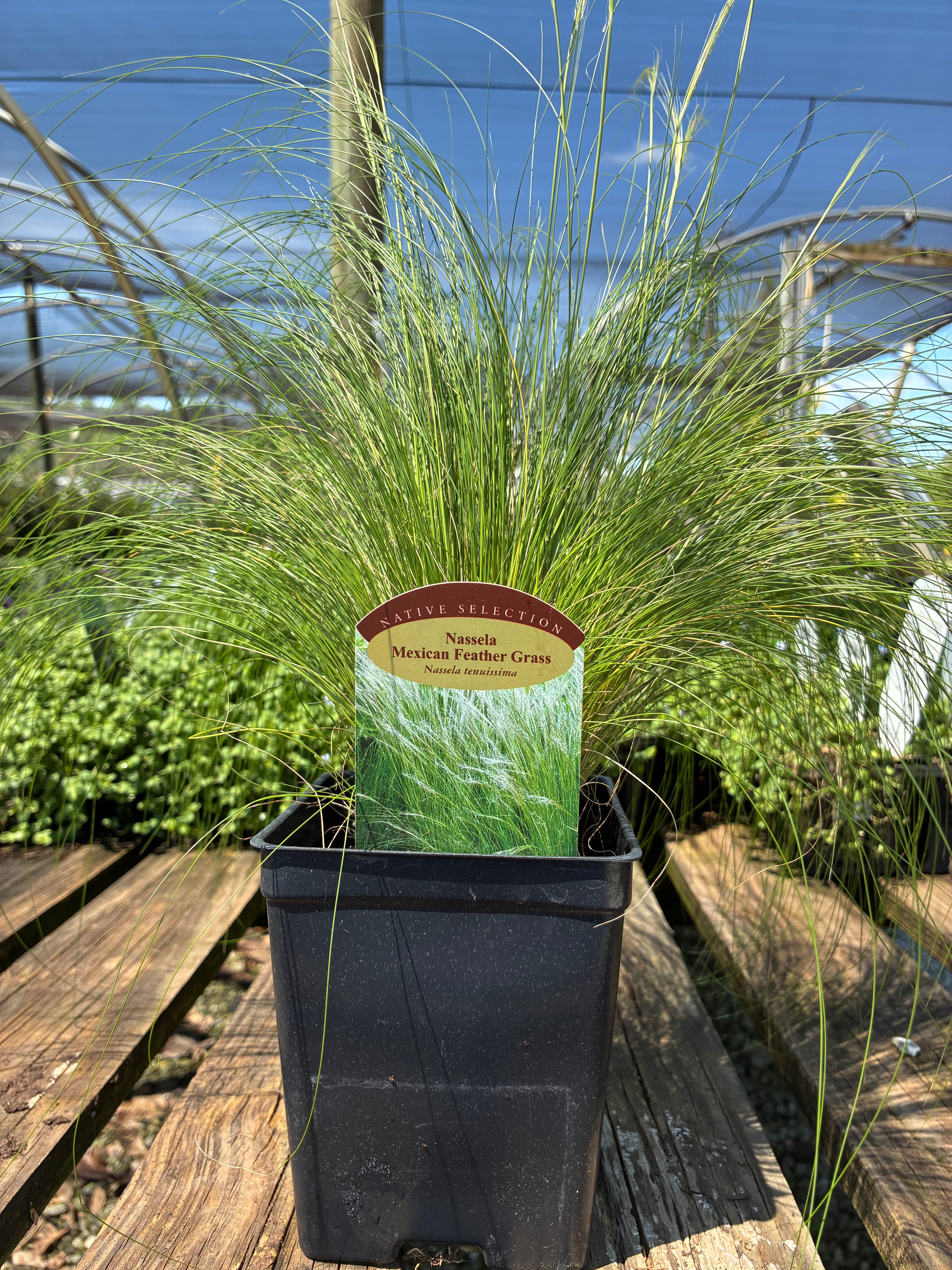 Mexican Feather Grass