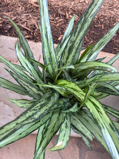 Cutlass Aglaonema