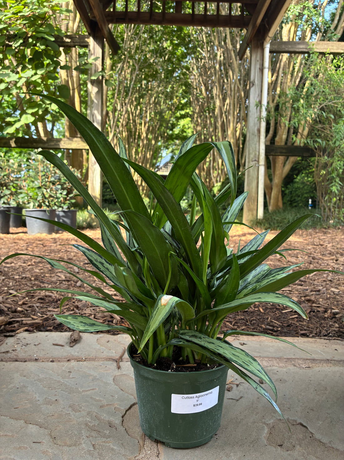Cutlass Aglaonema
