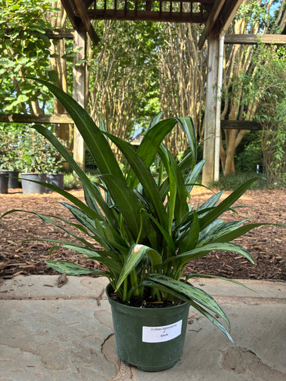 Cutlass Aglaonema