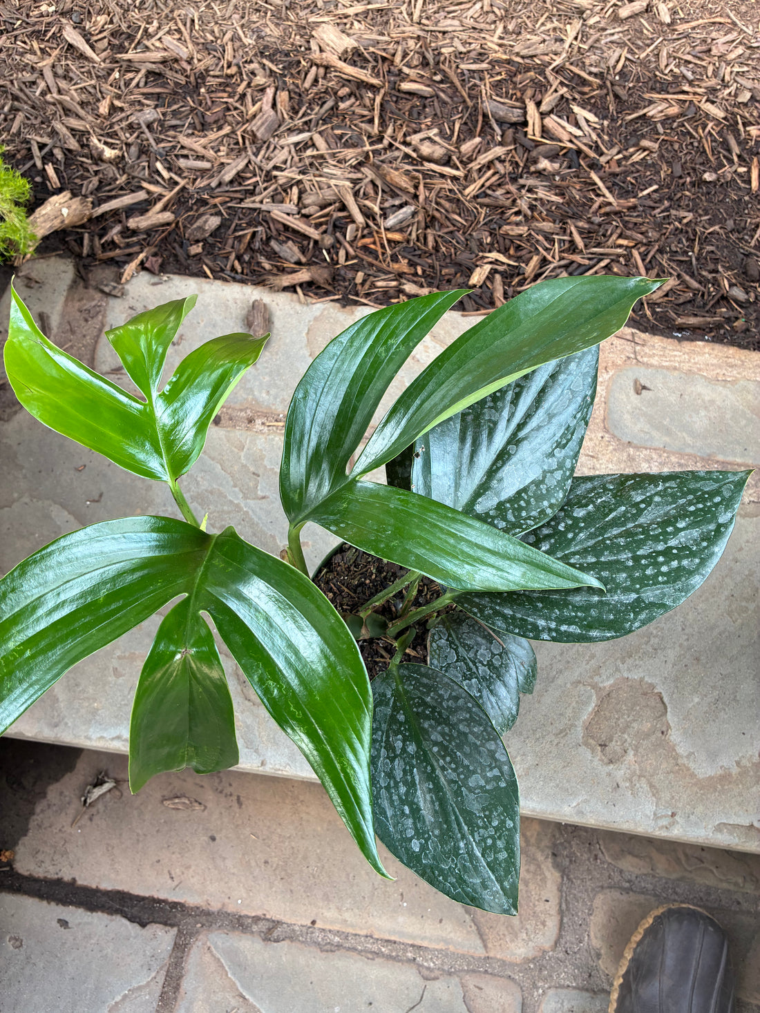 Dragon Tail Rhaphidophora