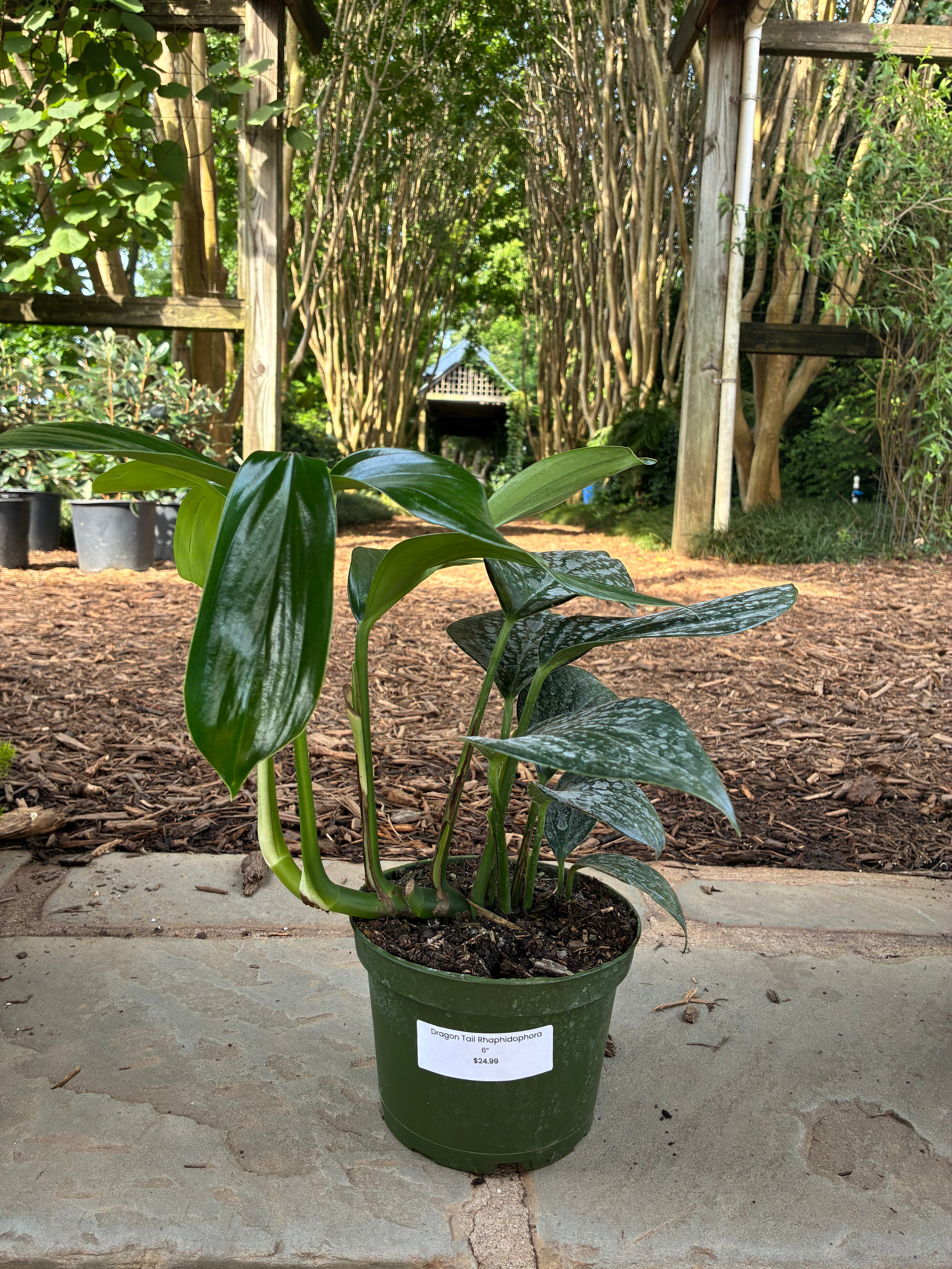 Dragon Tail Rhaphidophora