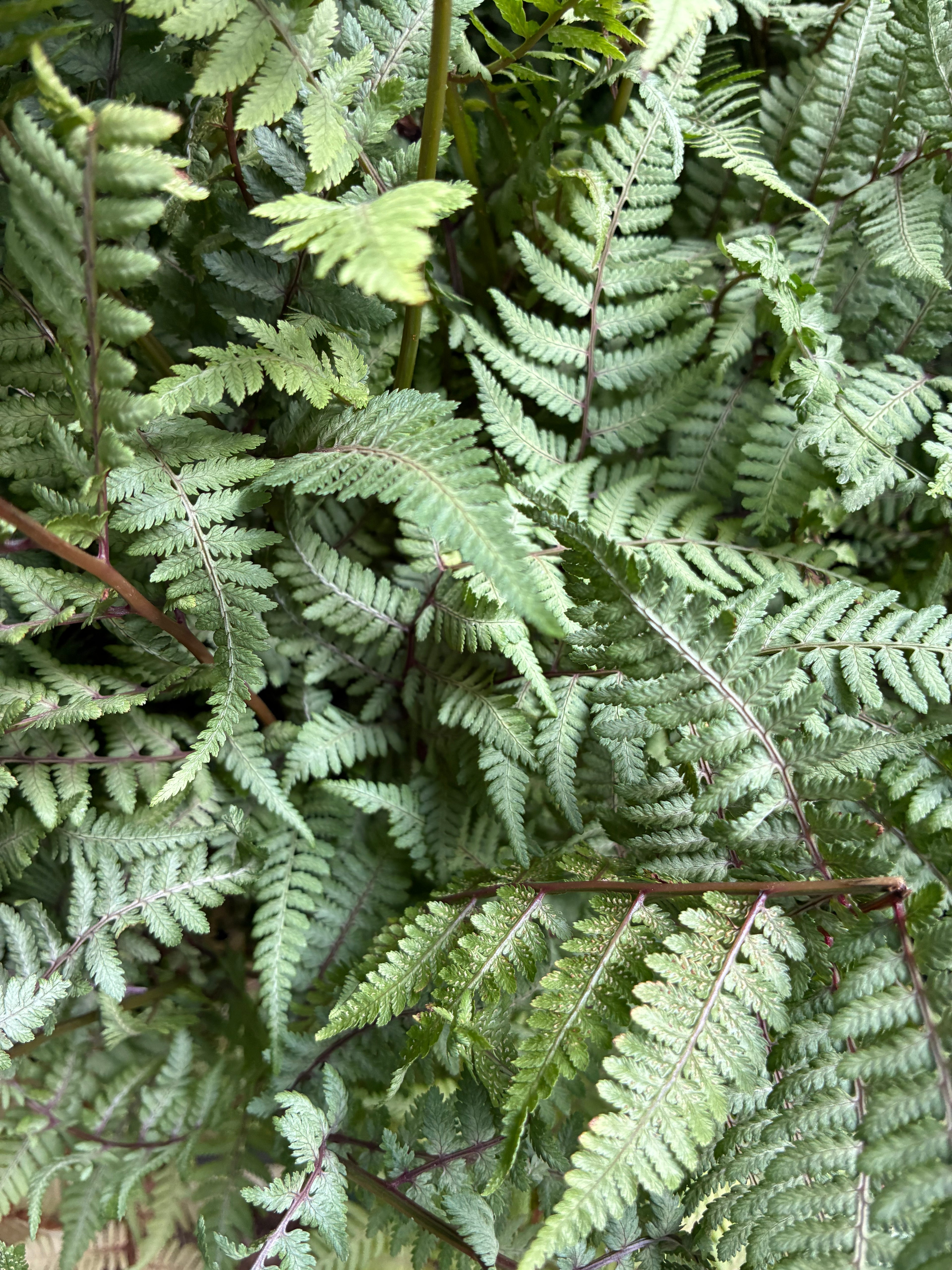 Ghost Fern