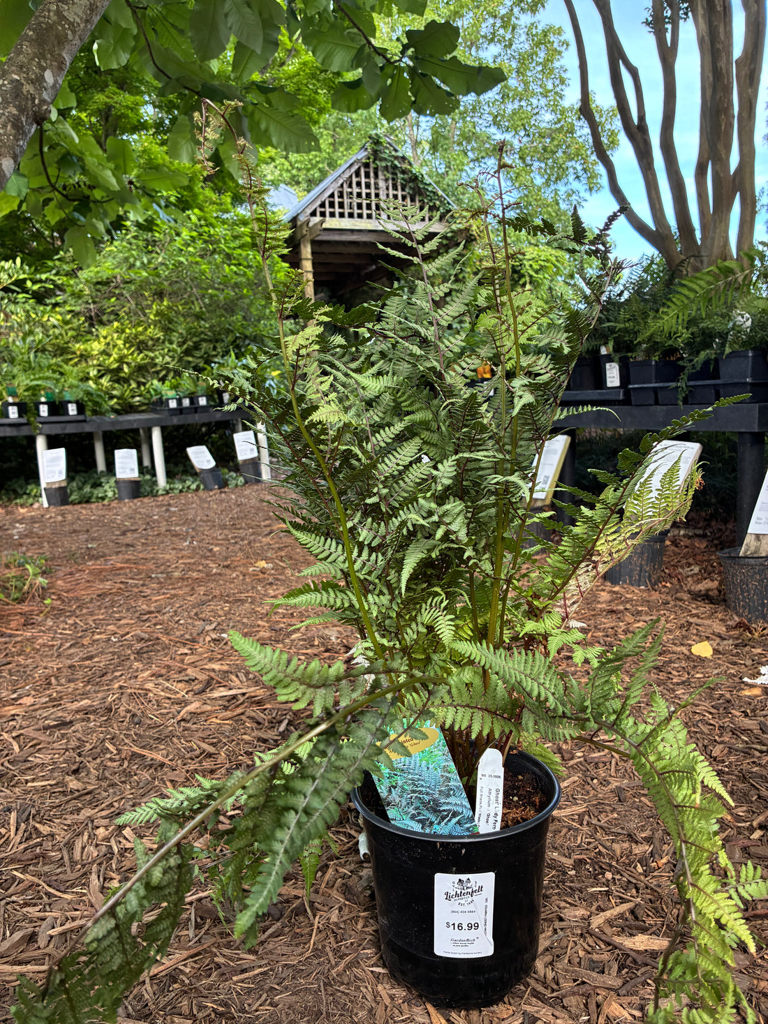 Ghost Fern