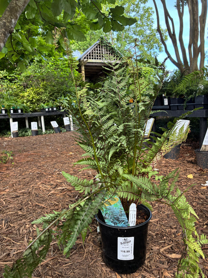 Ghost Fern