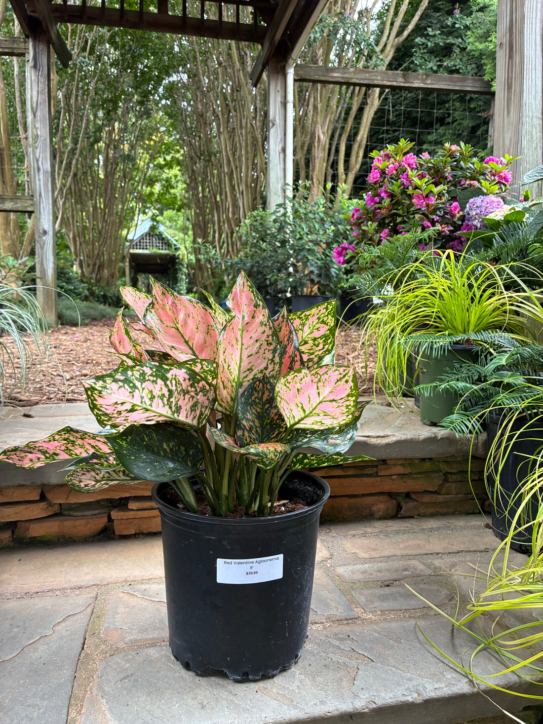 Red Valentine Aglaonema