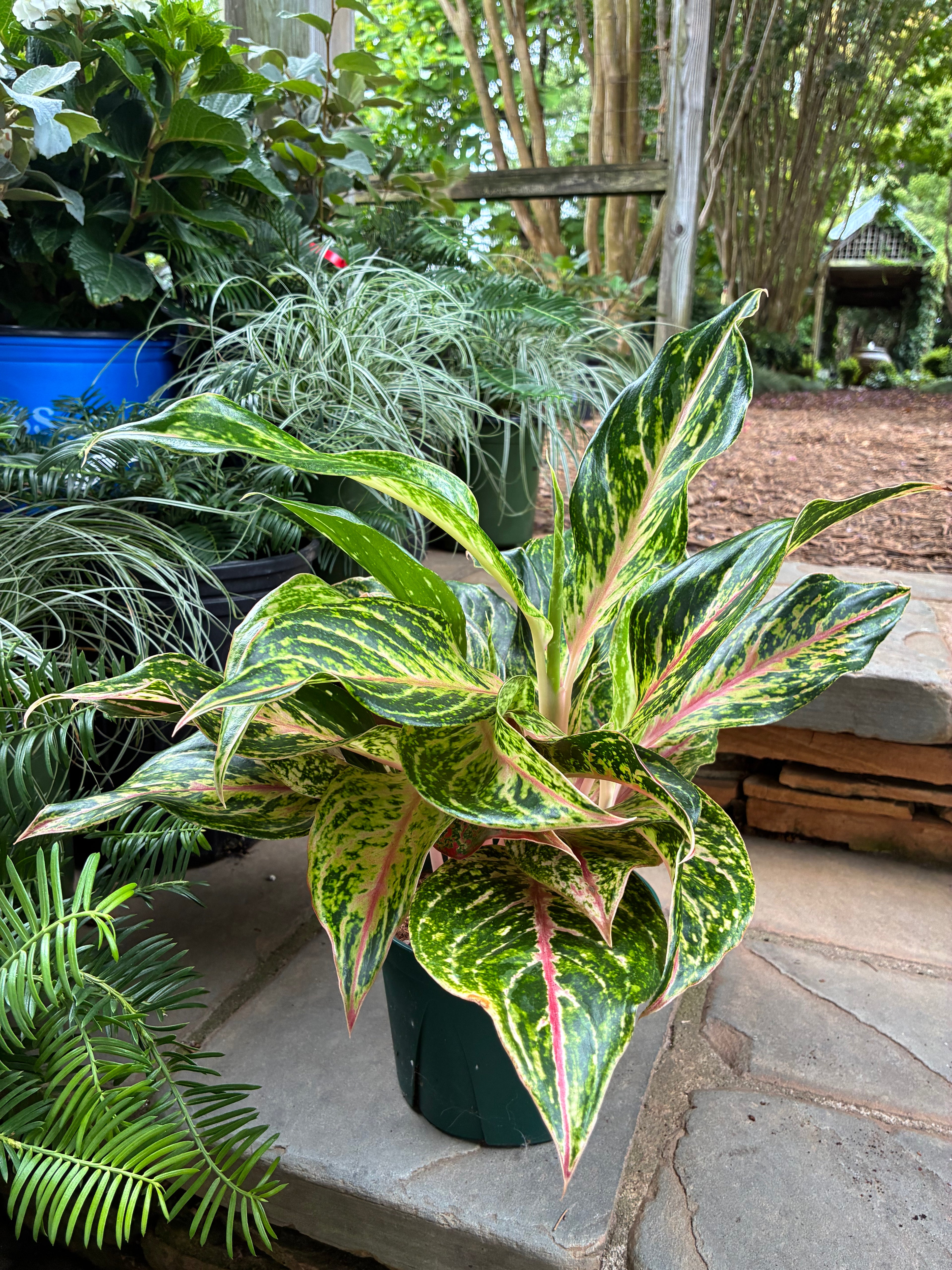 Dazzling Gem Aglaonema