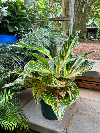Dazzling Gem Aglaonema