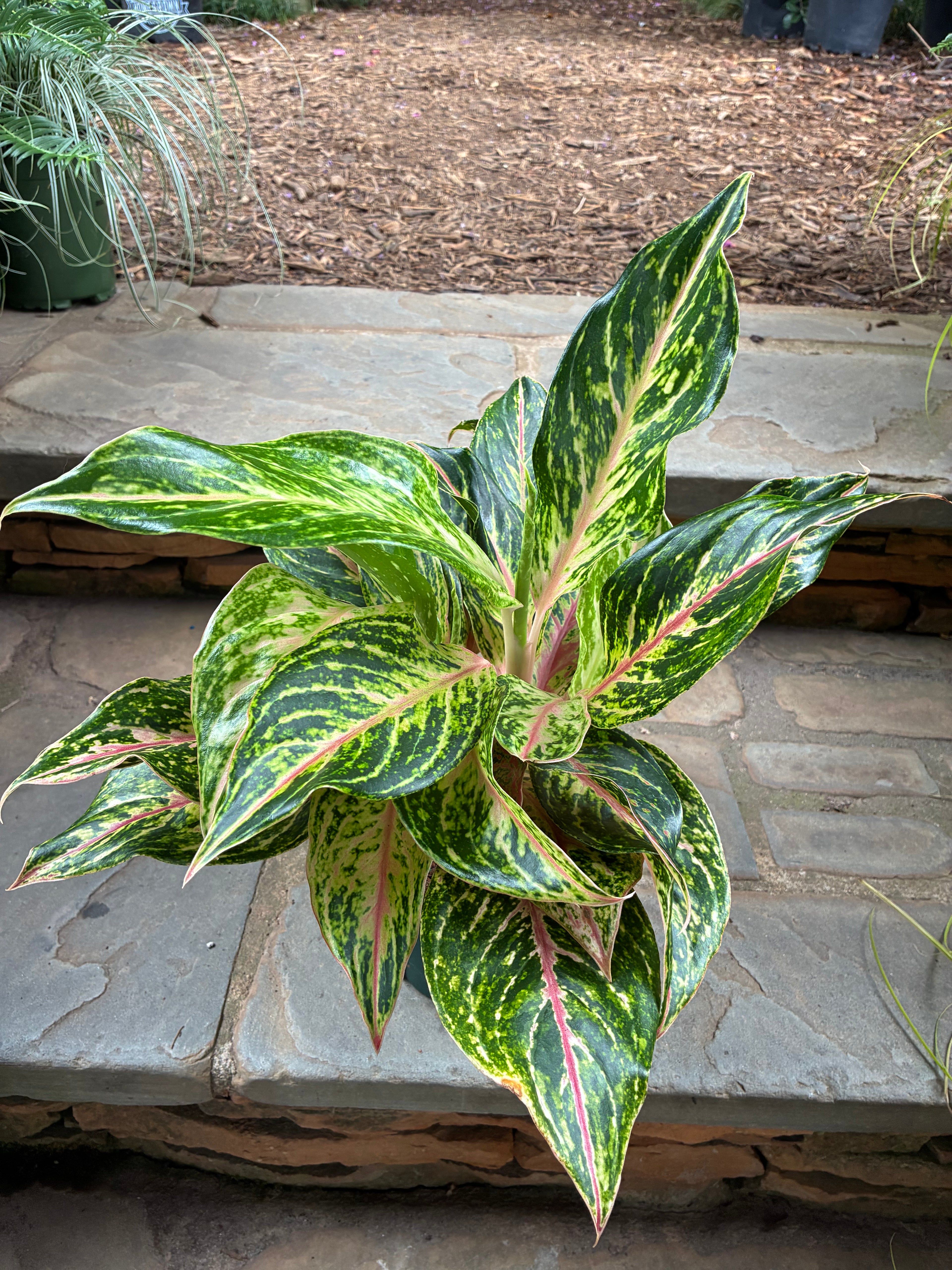Dazzling Gem Aglaonema