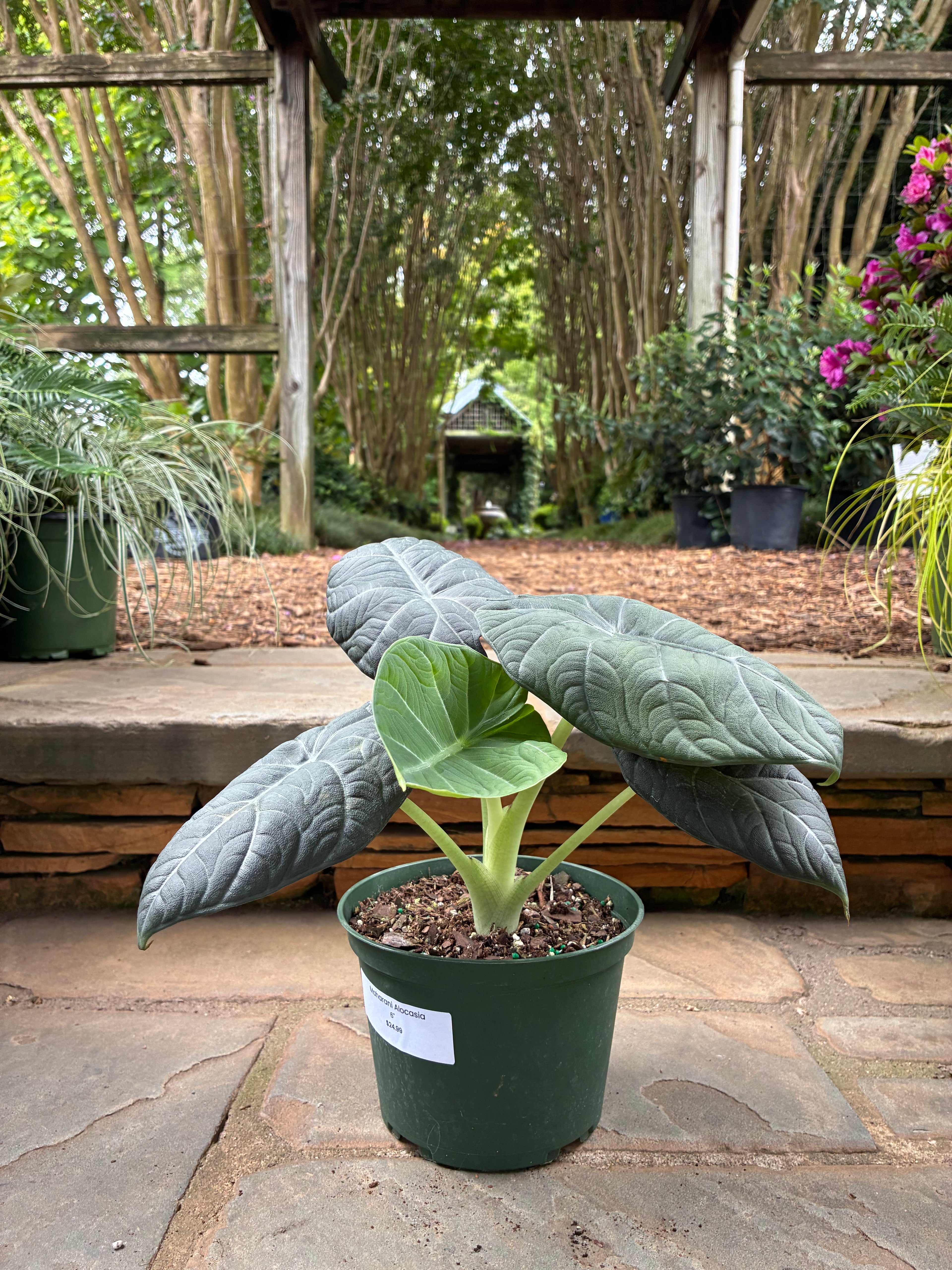 Maharani Alocasia