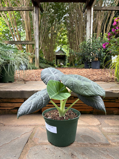 Maharani Alocasia
