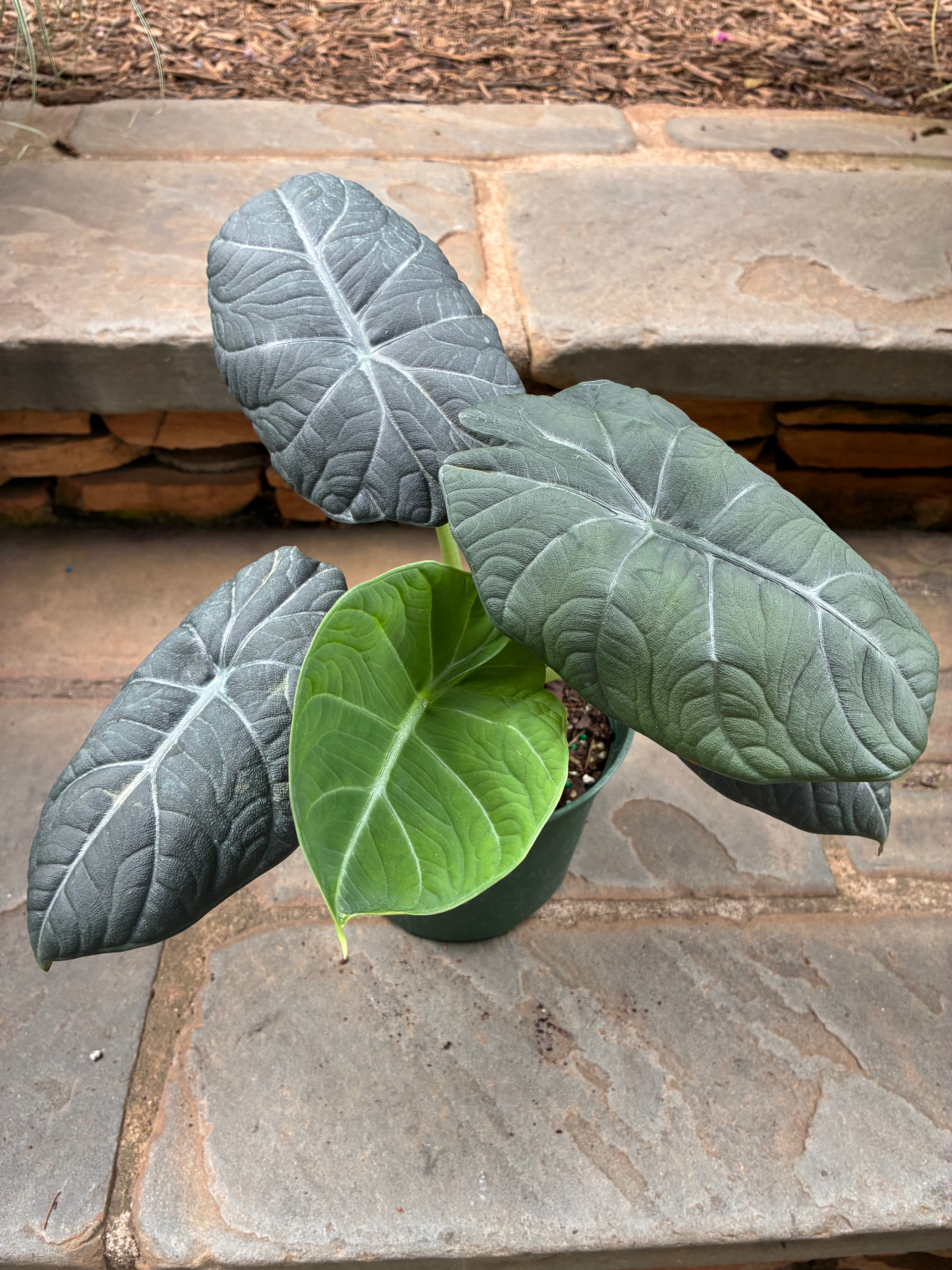 Maharani Alocasia