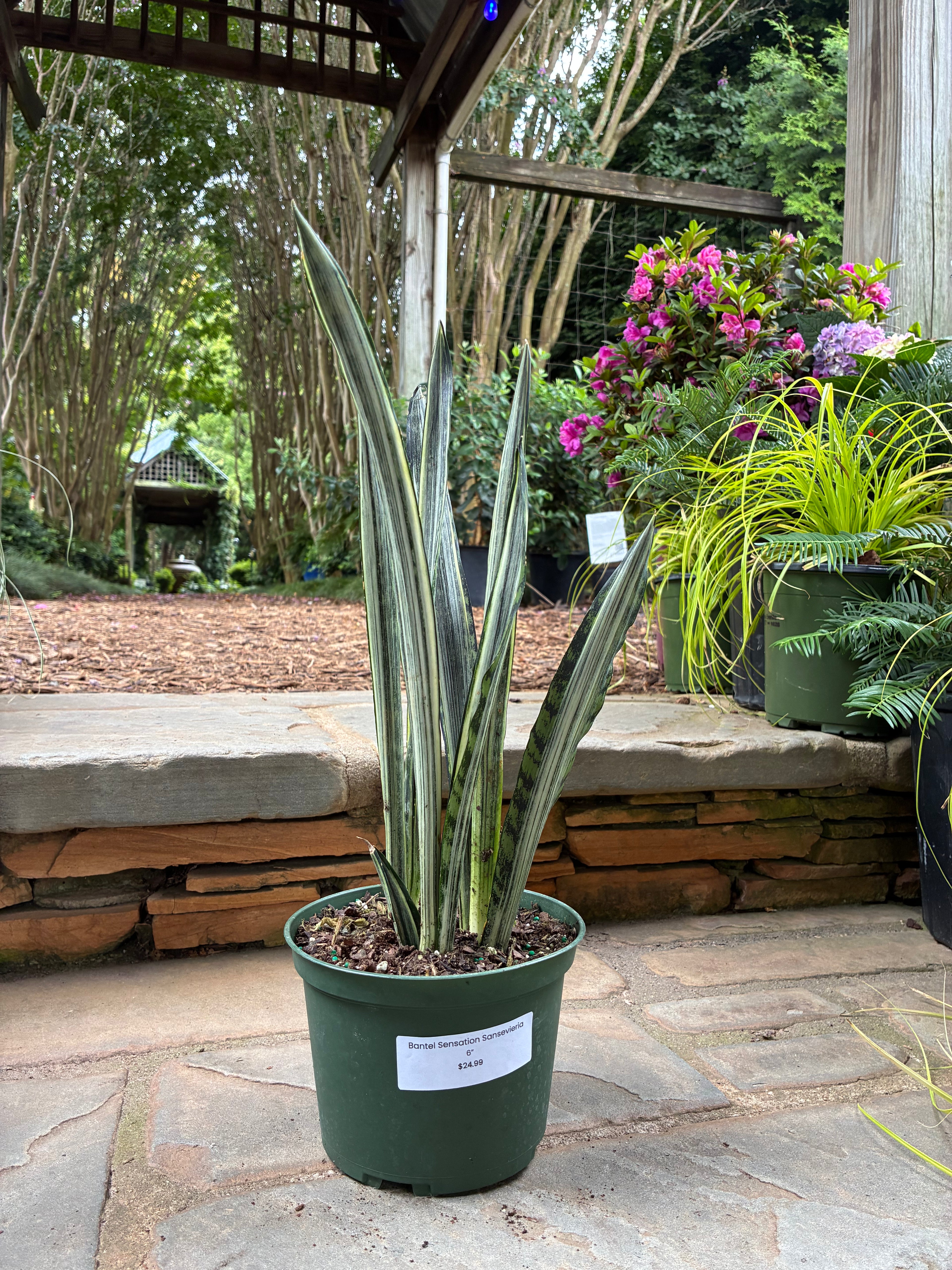 Bantel Sensation Sansevieria